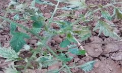 番茄肥害有哪些典型癥狀，發(fā)生后怎么處理？