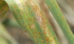 怎樣防治大蒜銹病, 大蒜銹病打什么藥合適？