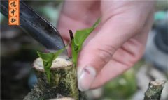 如何采用劈接法對茶樹進(jìn)行嫁接？