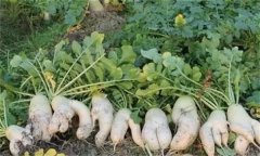 蘿卜分叉是什么原因，怎么防止蘿卜分叉？