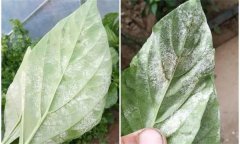 辣椒白粉病是什么原因引起的，如何防控？