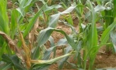 怎樣防治玉米鐮刀菌頂腐病，其病原菌是什么？