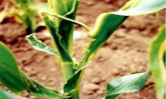 怎樣識別玉米鐮刀菌頂腐?。? /></a>
            <a href=