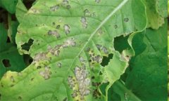 怎樣防控十字花科蔬菜的黑斑病？