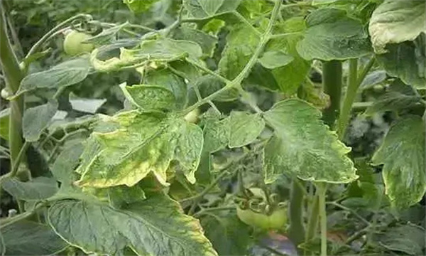 番茄氮素為什么會(huì)過剩