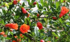 石榴大量落花落果的原因是什么？