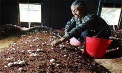 如何確定雙孢菇的播種期和播種量？