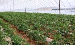 怎樣實(shí)現(xiàn)大棚番茄的春季增產(chǎn)？