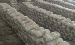 目前國(guó)內(nèi)平菇袋料栽培有哪些方法？