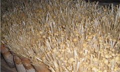 如何防治金針菇鏈孢霉菌？