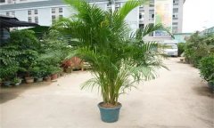 散尾葵的寓意與風(fēng)水作用 如何栽培養(yǎng)護散尾葵？