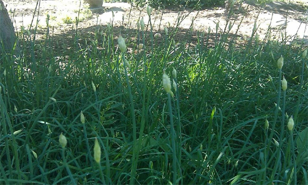 如何使薹韭早抽薹、多抽薹