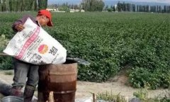 棉花應(yīng)該怎樣施肥、如何整枝，如何防治病蟲害