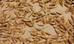 常規(guī)稻能自己留種嗎？它與無公害水稻有何不同