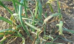 韭菜枯葉發(fā)生的原因是什么，怎么解決？