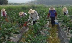 茄子如何高效施肥，給茄子施肥要注意什么？