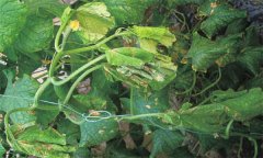 黃瓜蔓枯病由什么引起 如何防控黃瓜蔓枯?。? /></a>
            <a href=