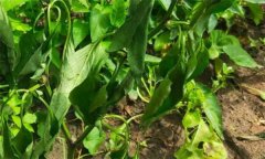 辣椒青枯病如何識(shí)別、如何防治？