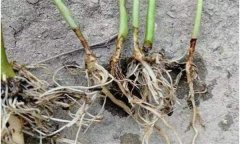 辣椒漚根是怎樣發(fā)生的？如何預(yù)防辣椒漚根？