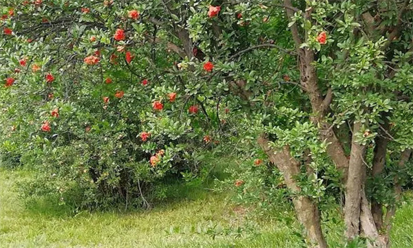 陜西現(xiàn)代石榴產業(yè)發(fā)展區(qū)劃