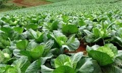 蔬菜如何進行科學輪作？