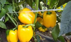 如何通過增光、降溫、配肥水促進(jìn)大棚甜椒著色