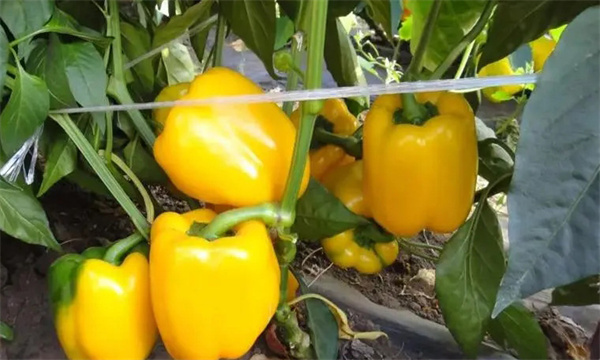如何通過增光、降溫、配肥水促進大棚甜椒著色