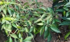 辣椒肥害主要有哪幾種？如何預(yù)防辣椒肥害？
