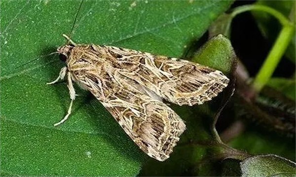 甘藍夜蛾的形態(tài)特征