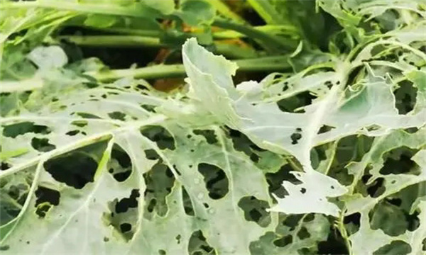 甘藍夜蛾的發(fā)生規(guī)律