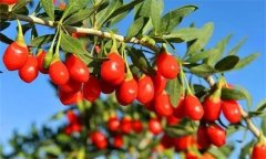 枸杞灌水的時(shí)間、方法與灌水量問題