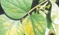 大豆花葉病毒病的發(fā)病原因、癥狀表現(xiàn)和防治方