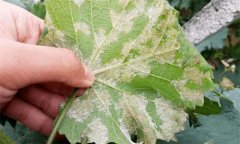 葡萄常見病蟲害有哪些，如何防治？