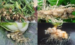 如何防治大白菜根腫病，其發(fā)生原因是什么？