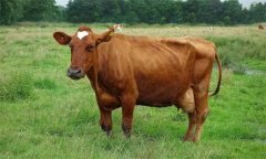 母牛發(fā)情鑒定有哪幾種常用的方法？