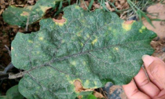 茄子細(xì)菌性褐斑病怎樣防治？用什么藥防治？