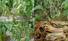 茄子青枯病如何識別、怎樣防控？