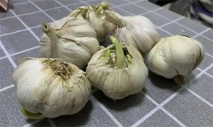 大蒜萌發(fā)期、幼苗期、鱗莖期、休眠期生育特點(diǎn)