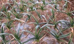 大蒜越冬期和返青期如何管理？