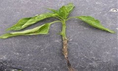 蔬菜苗期立枯病有哪些癥狀？用什么藥最好？