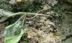 蔬菜猝倒病的癥狀特點、發(fā)病規(guī)律與防治方法