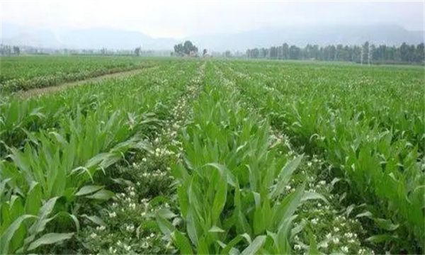 大蒜、玉米套種栽培技術(shù)要點(diǎn)