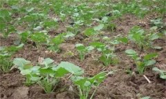 油菜壯苗的標(biāo)準(zhǔn)是什么 培育壯苗的措施有哪些？