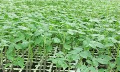 番茄怎樣育苗？番茄育苗技術(shù)操作要點(diǎn)