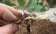 茄子漚根是什么原因造成的 怎樣預(yù)防茄子漚根？