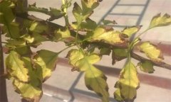 山楂缺鐵的癥狀、產(chǎn)生因素與補(bǔ)救措施