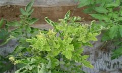 山楂缺鋅有哪些癥狀表現(xiàn)，如何補(bǔ)救？