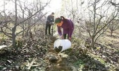 果樹配方施肥應(yīng)注意哪些問題？