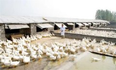 鴨場的衛(wèi)生消毒制度，這三項(xiàng)最重要！