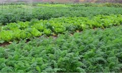 農(nóng)作物的間作、混作、套作運用原則簡介